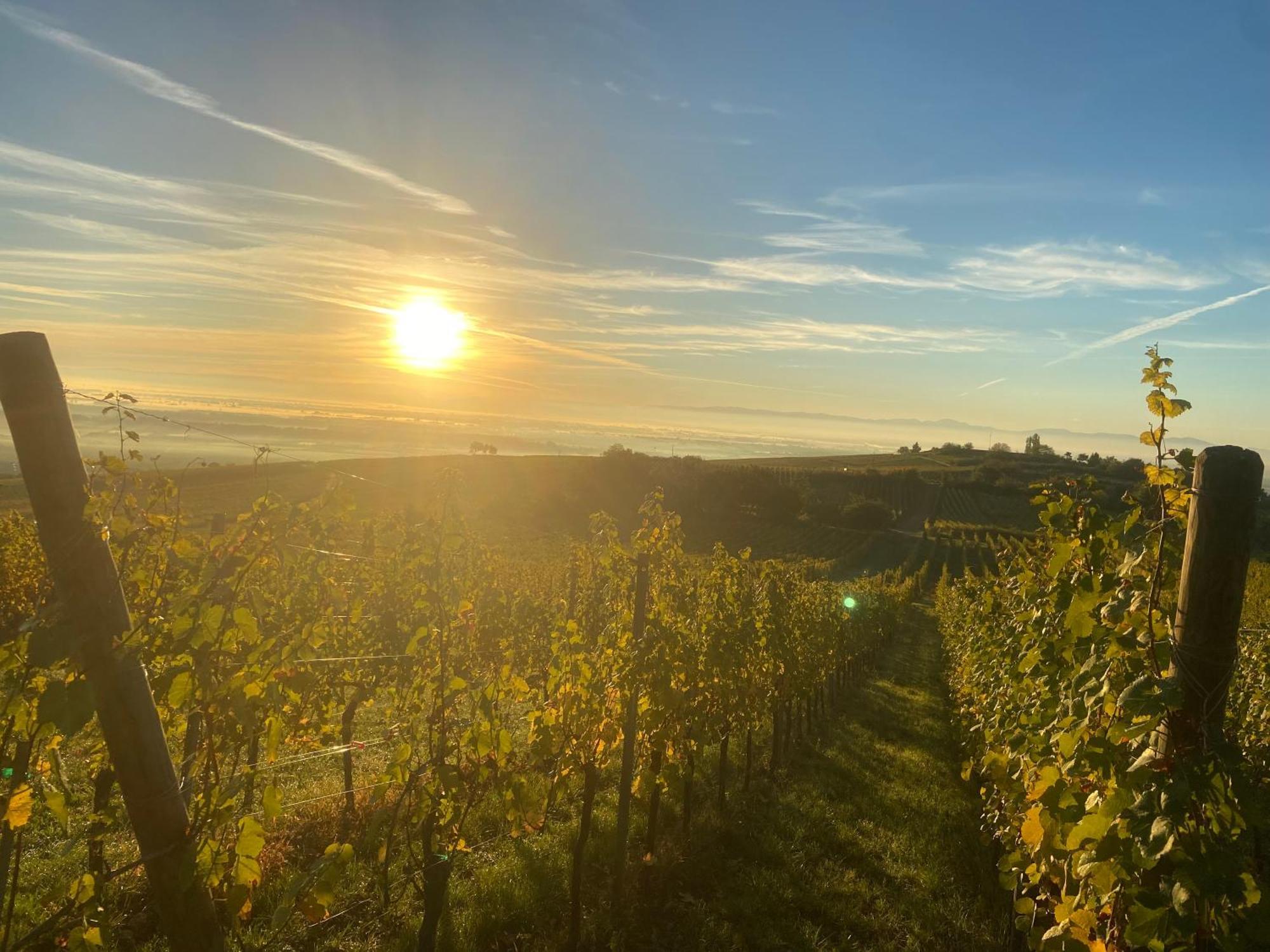 Charmant Et Chaleureux Gite Dans Le Vignoble Sigolsheim Bagian luar foto